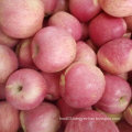 Golden Supplier of Fresh Red Qinguan Apple